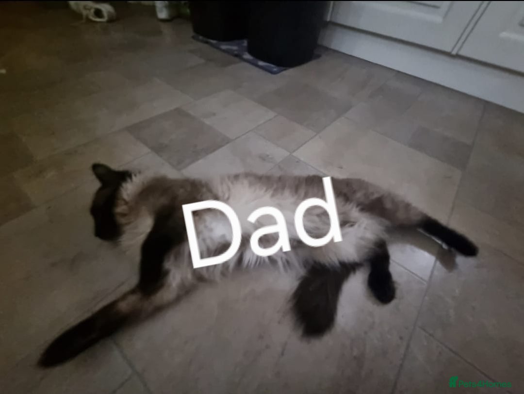 Ragdoll cats for sale: Pure Ragdoll Kittens  - Advert 22