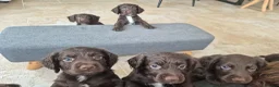 Sprocker dogs for sale: Working Sprocker Chocolate Puppies for sale - Advert 2