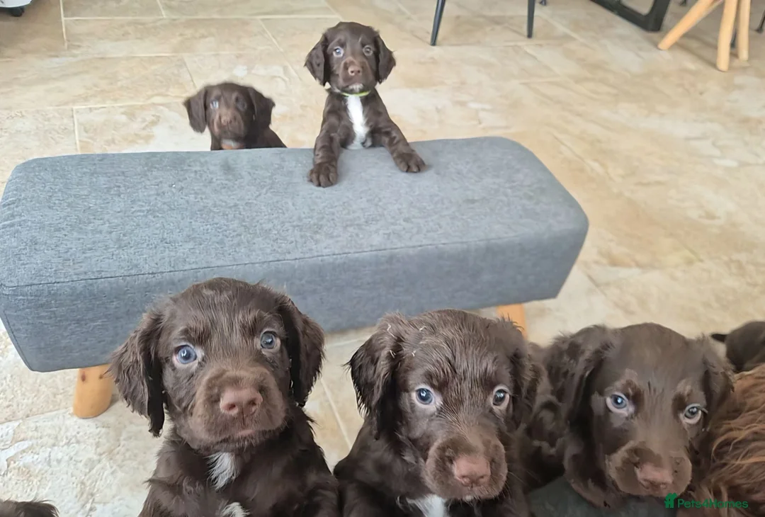Sprocker dogs for sale: Working Sprocker Chocolate Puppies for sale - Advert 2