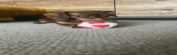 Dachshund dogs for sale: Beautiful Tanned Miniature Dachshund   in Gainsborough - Advert 3