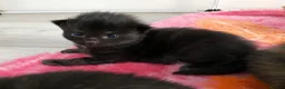 Mixed Breed cats for sale: 3 female mainecoon mix kittens  - Advert 7