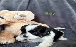 Shih Tzu dogs for sale: 6 beautiful shih tzu - Image 8