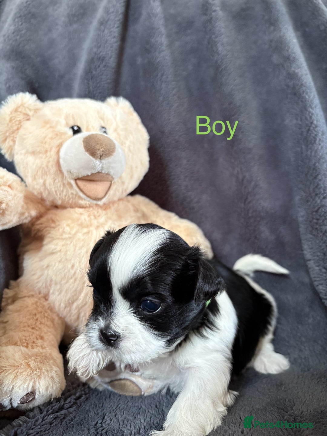 Shih Tzu dogs for sale: 6 beautiful shih tzu - Image 8