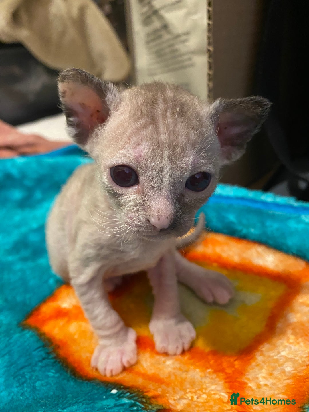 Sphynx cats for sale: Truly unique sphinx kittens 😍🥰🥰 - Advert 16