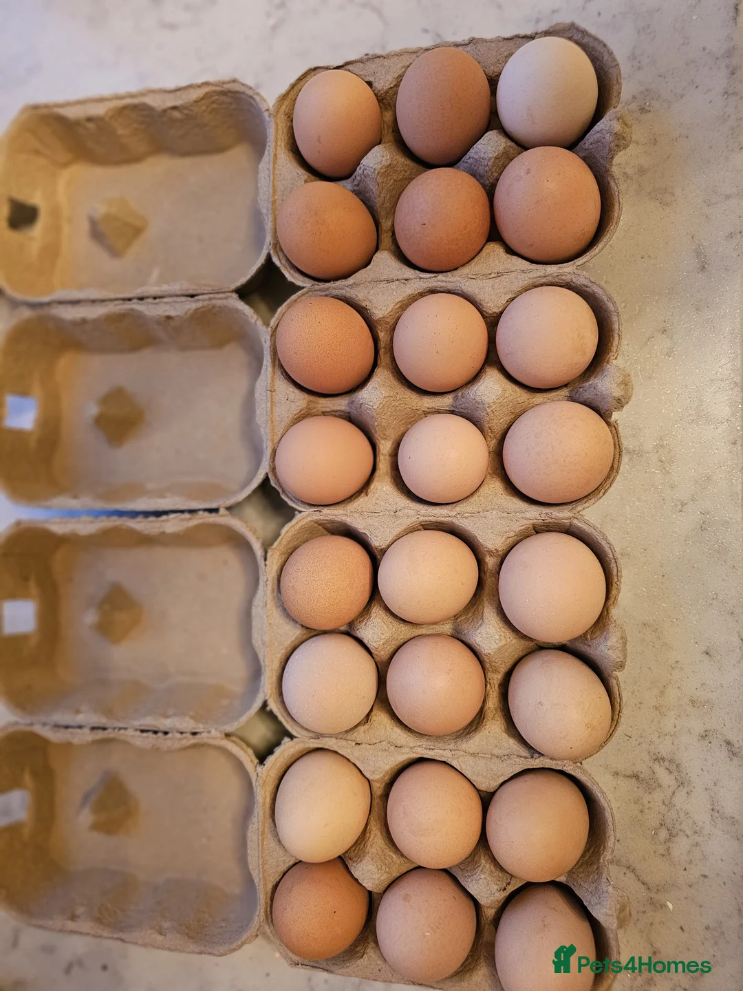 Chickens poultry for sale: Hatching Eggs - Silver Laced Wyandotte Large Fowl - Advert 4