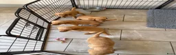 Goldador dogs for sale: GORGEOUS GOLDADORS  - Advert 8