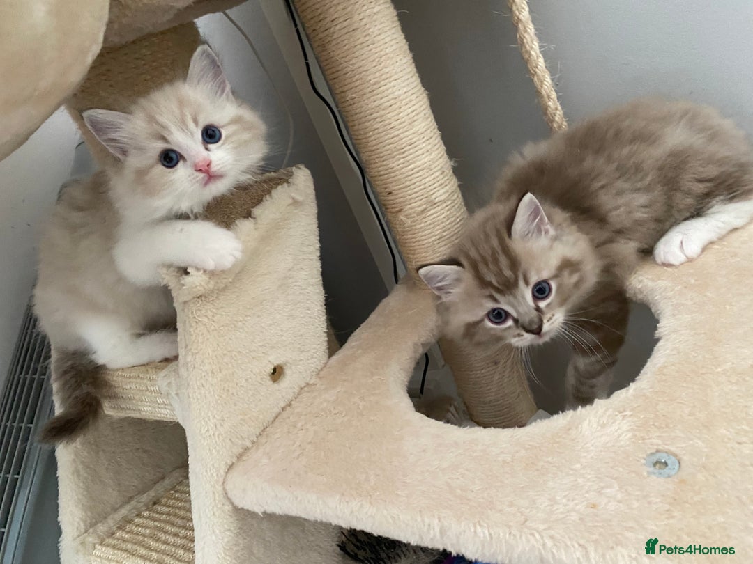 Ragdoll cats for sale: Mink Male Ragdoll - Image 3