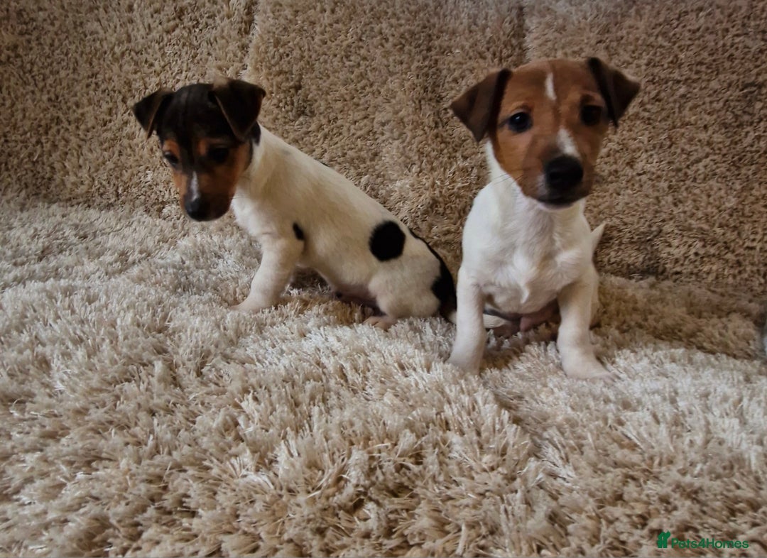 Jack Russell dogs for sale: Jack Russell pups - Image 6