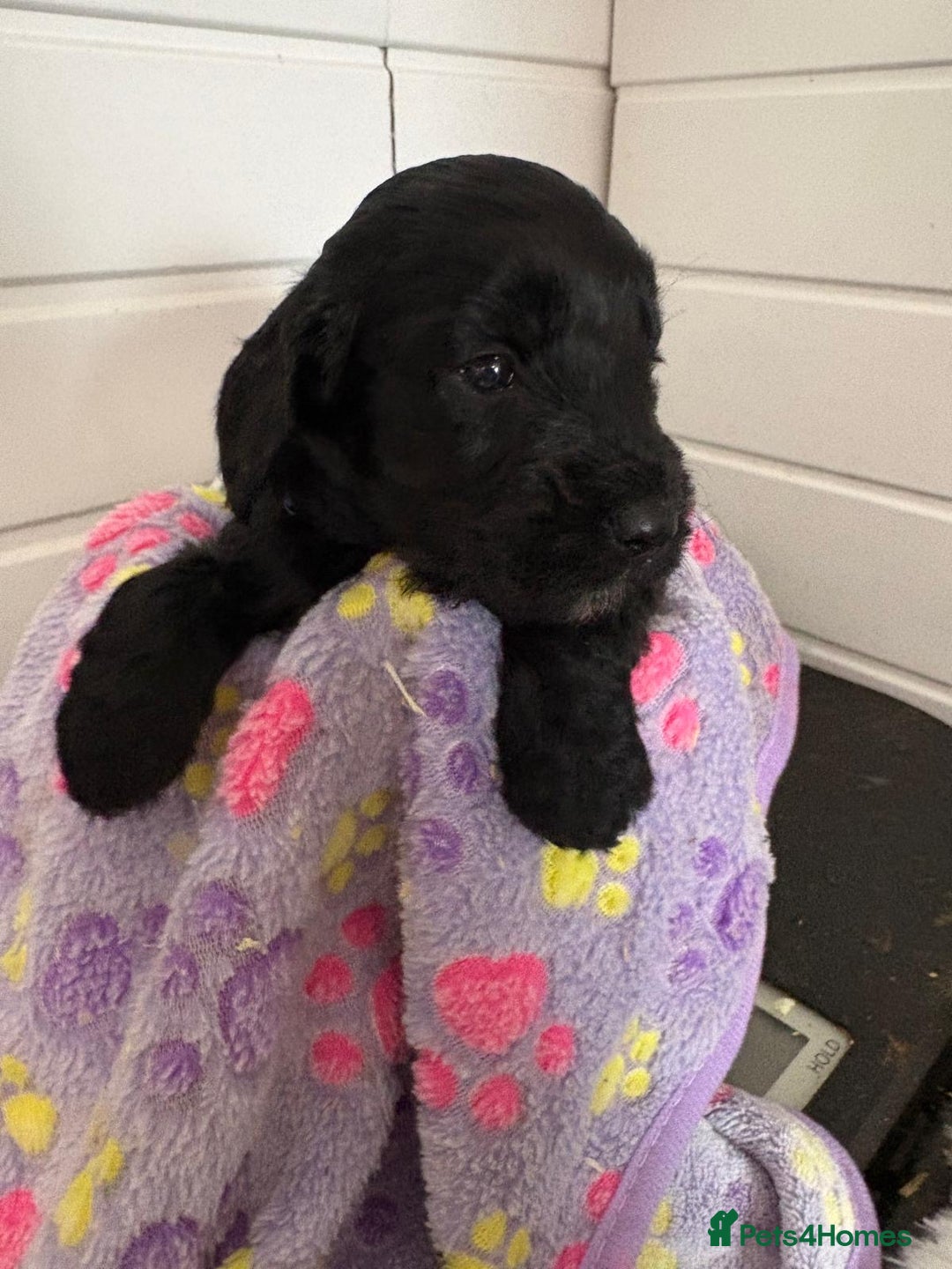Cockapoo dogs for sale: 5 cockapoo puppy ready 13nov  - Image 15