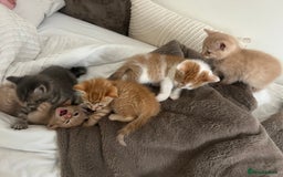 Mixed Breed cats for sale: Beautiful Kittens for sale - Image 16