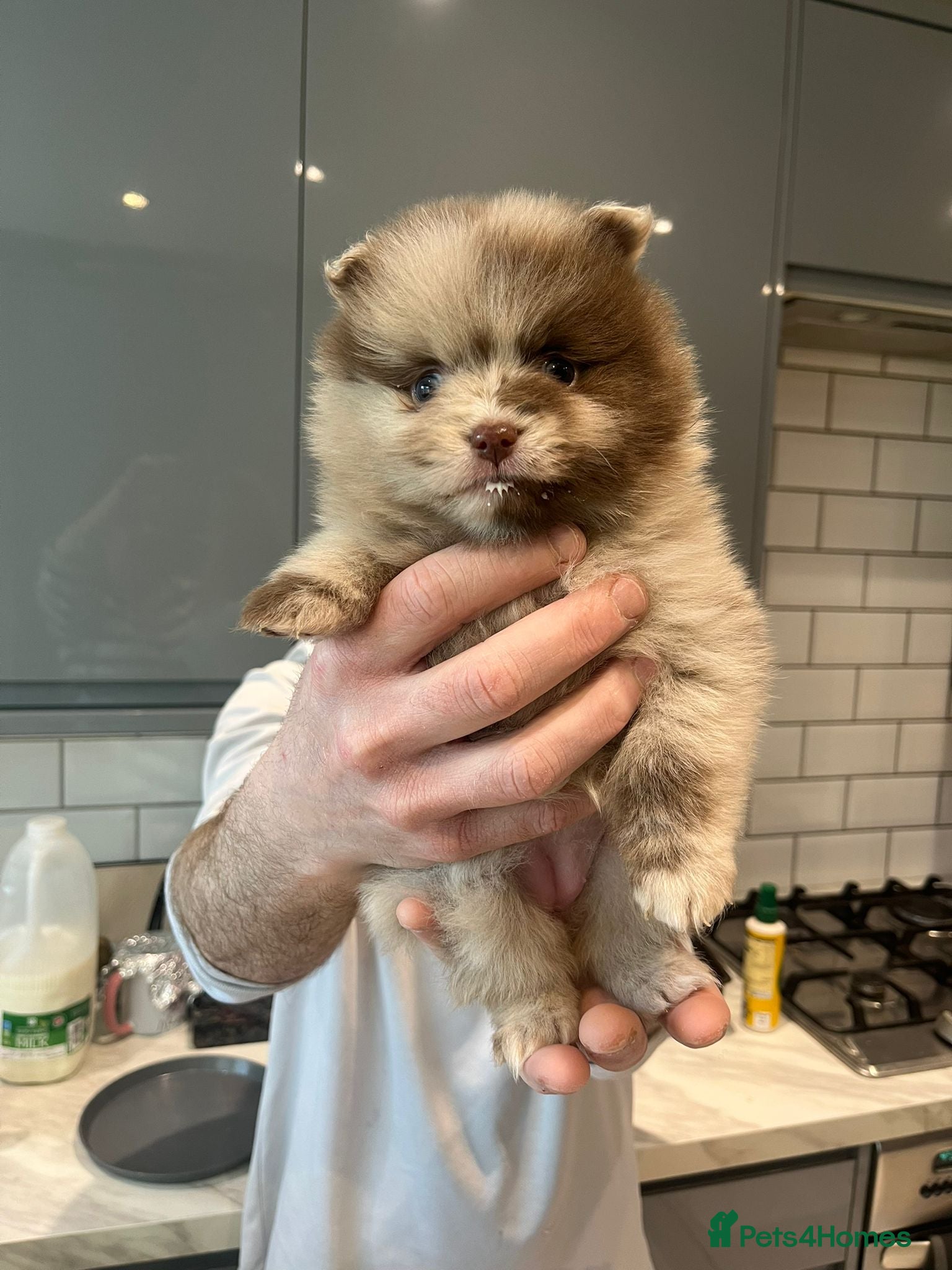 Pomeranian dogs Puppy’s ready in 2 weeks  - Advert 4