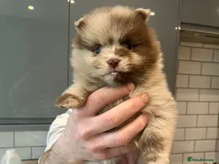 Pomeranian dogs Puppy’s ready in 2 weeks - Advert 6