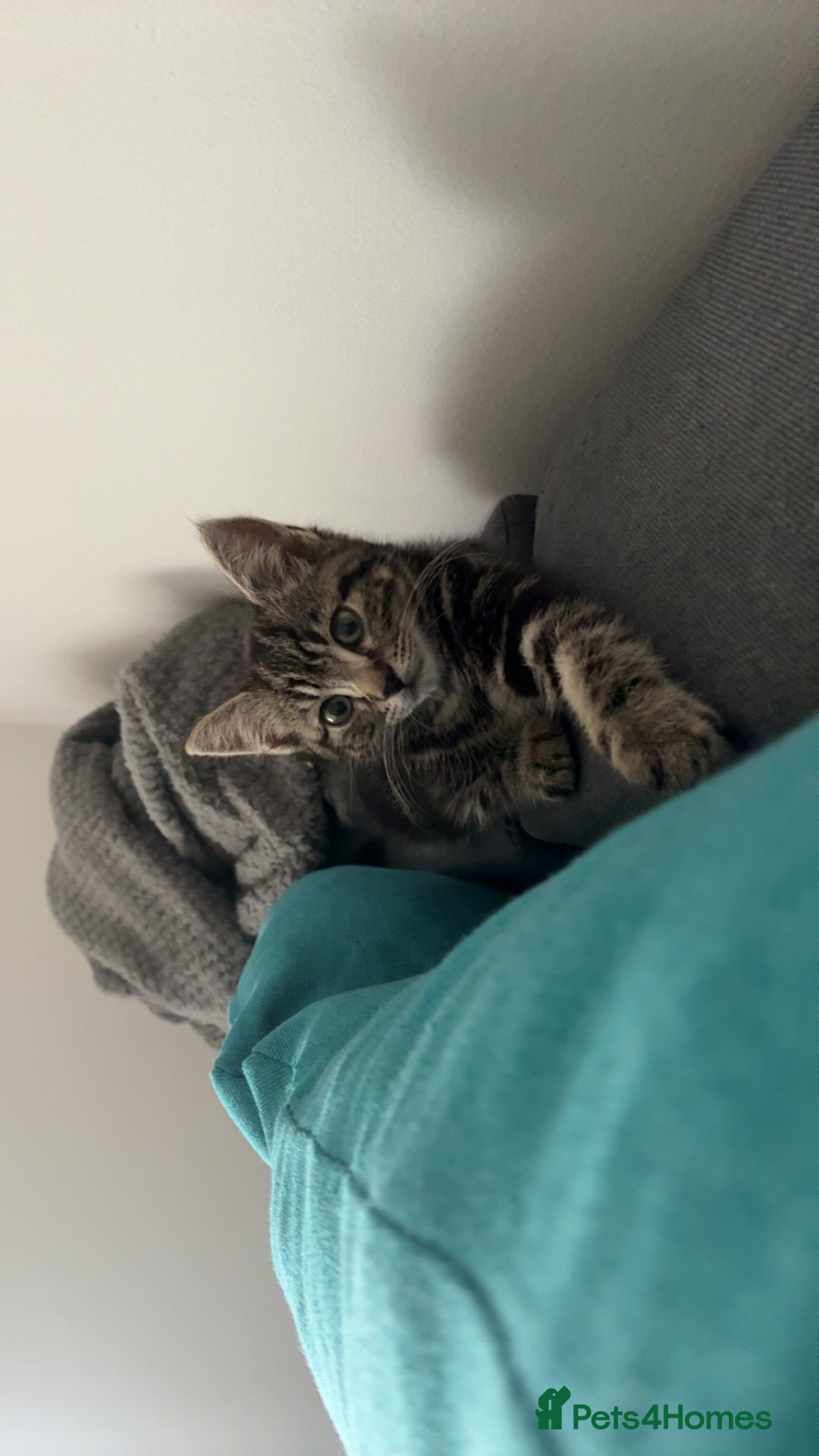 Mixed Breed cats for sale: 3 month kitten - Advert 6