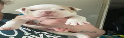 Olde English Bulldogge dogs for sale: Olde English Bulldogge litter - Advert 18