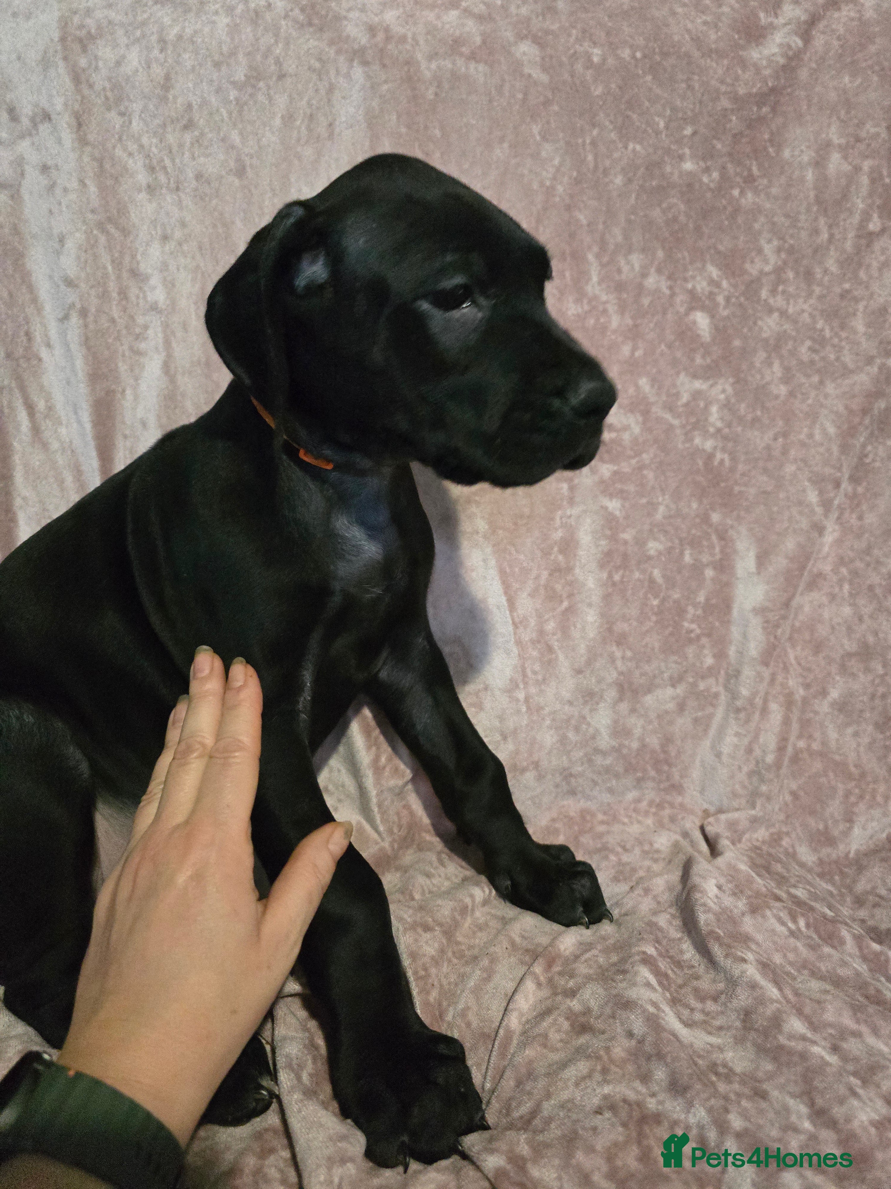 Great Dane dogs Beautiful great danes - Advert 7