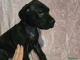 Great Dane dogs Beautiful great danes - Advert 7