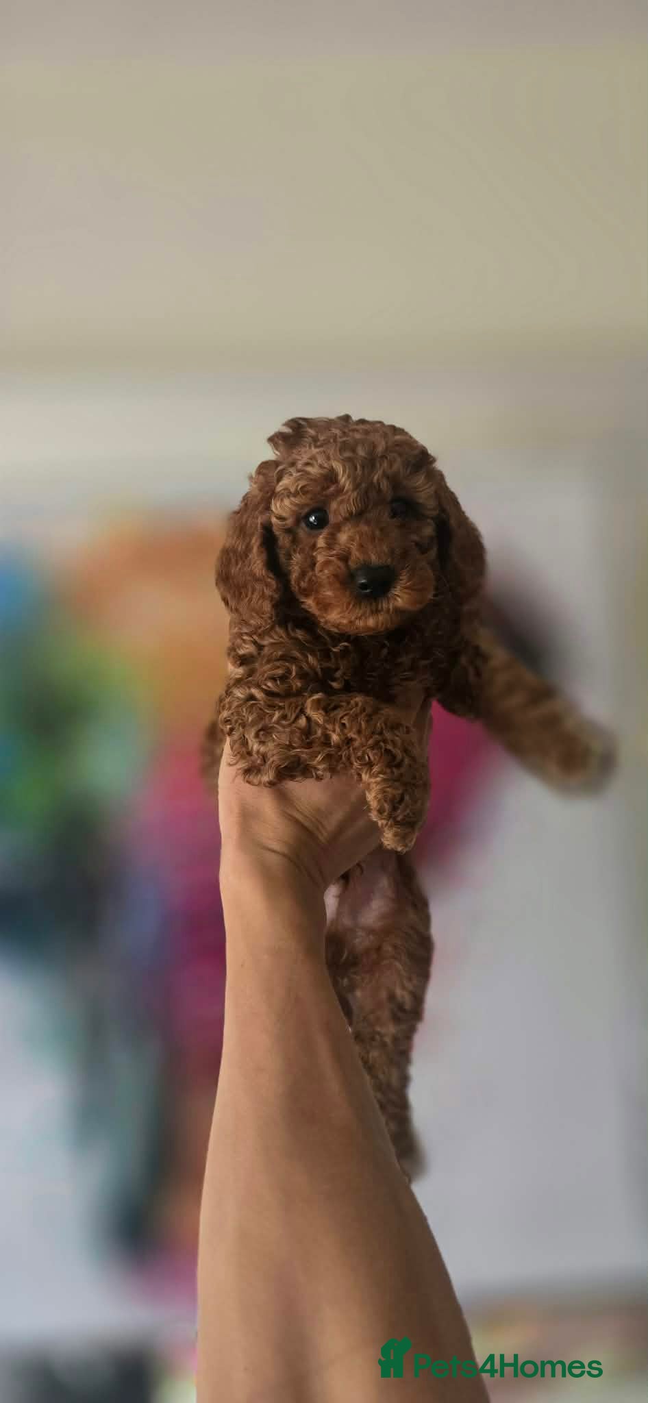 Cavapoo dogs Cavapoo F1BB puppies  - Advert 2