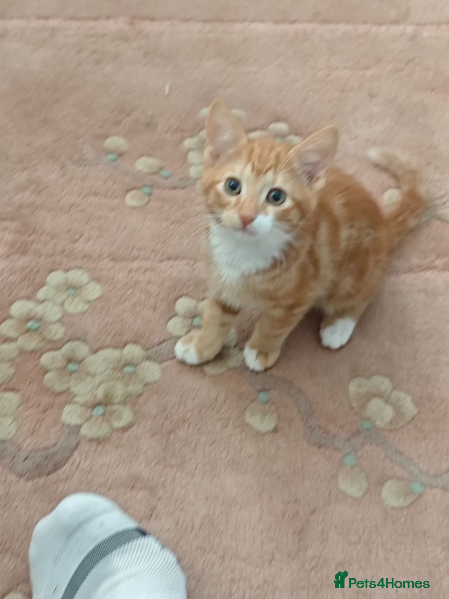 Mixed Breed cats Kitten - Advert 2
