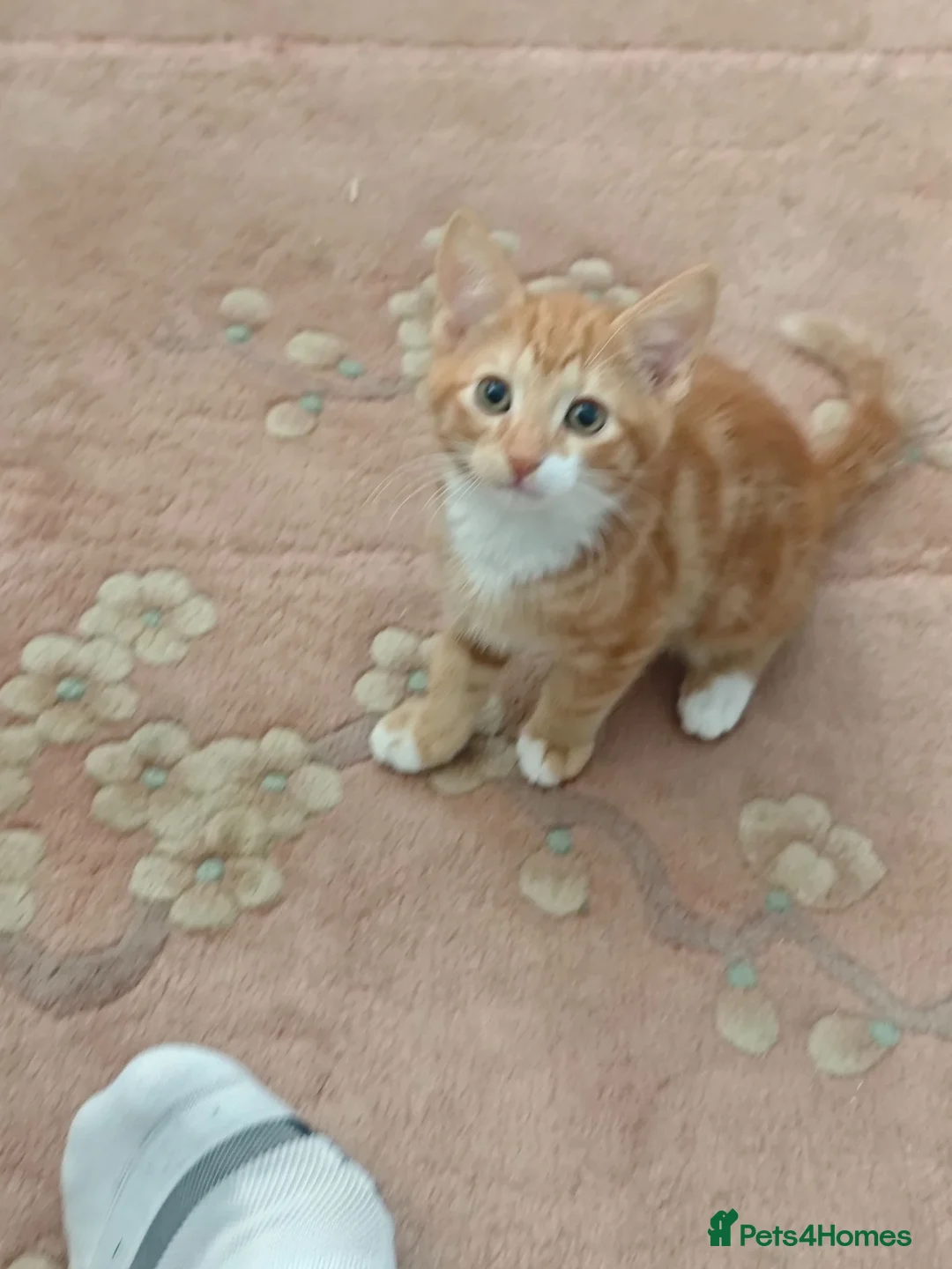 Mixed Breed cats for sale: Kitten - Advert 1
