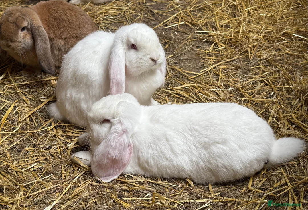 French Lop rabbits for sale: Pure bred French lops - Advert 1