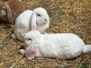 French Lop rabbits Pure bred French lops - Advert 5