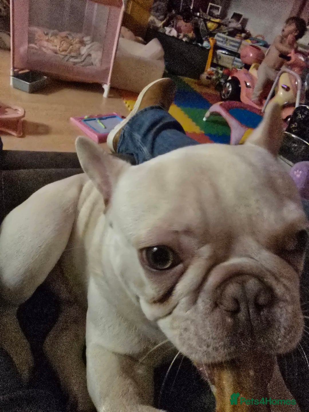 French Bulldog dogs for sale: Mylo-French Bulldog-8 months - Advert 3