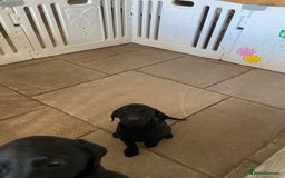 Labrador Retriever dogs for sale: 3 black labrador puppies  - Image 15