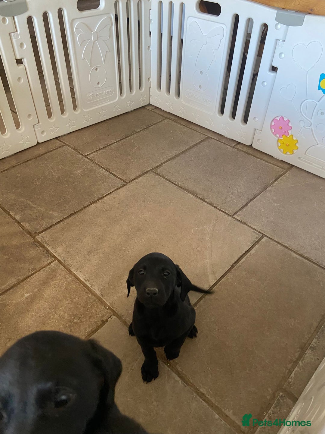 Labrador Retriever dogs for sale: 3 black labrador puppies  - Image 15