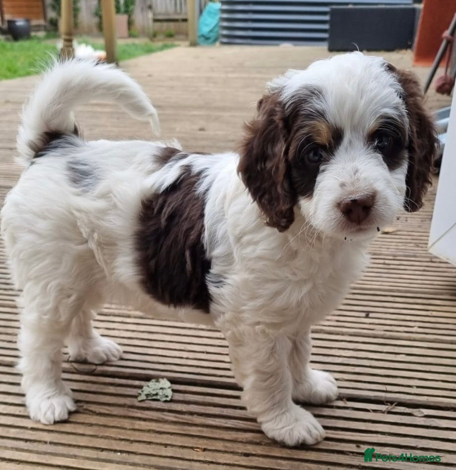 Bernedoodle dogs *1 GIRL LEFT!* Mini Bernedoodle Litter 💙💕 - Advert 1