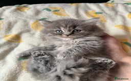 British Longhair cats for sale: British long hair kittens - Image 9