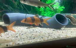 Loaches fish for sale: Clown loach  - Image 5