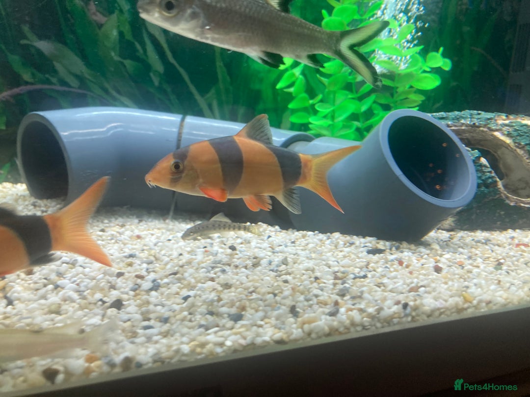 Loaches fish for sale: Clown loach  - Image 5