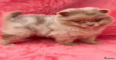 Pomeranian dogs - Advert 7