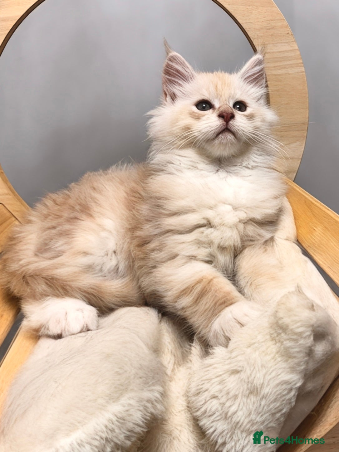 Maine Coon cats 🌟🌟Beautiful Maine Coon kittens🌟🌟 - Advert 4