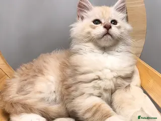 Maine Coon cats 🌟🌟Beautiful Maine Coon kittens🌟🌟 - Advert 4