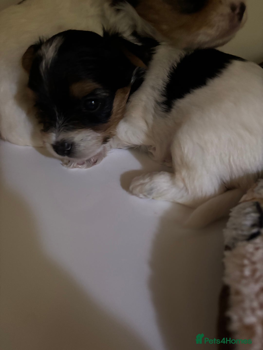Yorkshire Terrier dogs for sale: Beautiful Yorkshire biewer terrier - Image 10