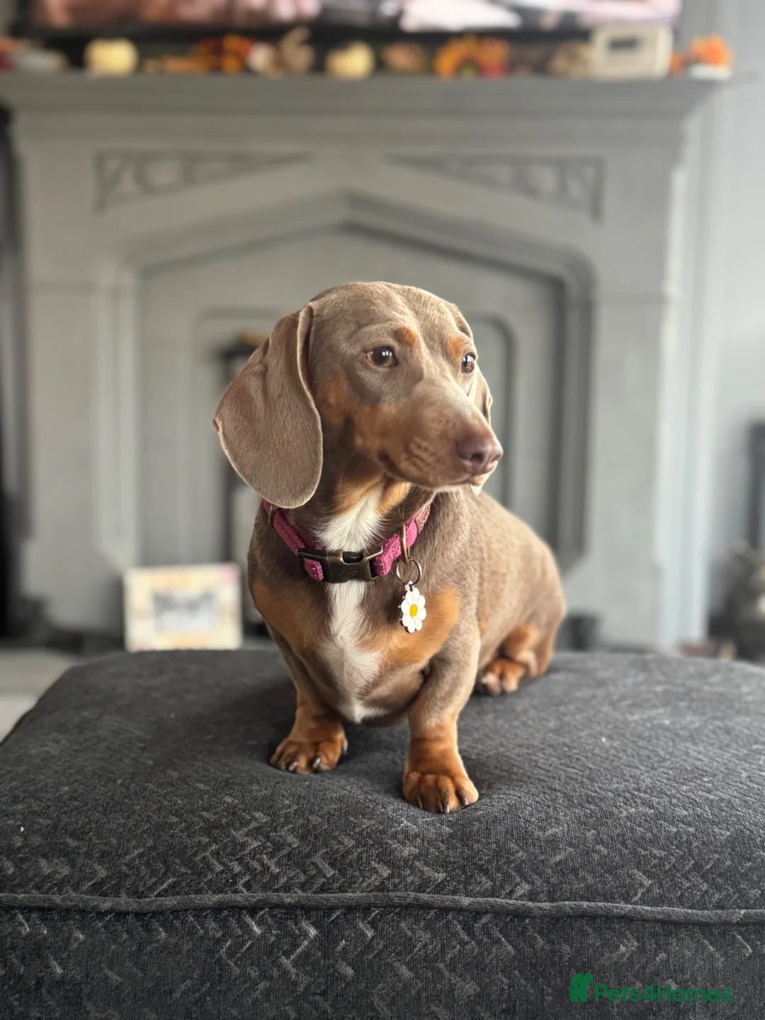 Miniature Dachshund dogs for sale: Gorgeous miniature dachshund boys ready to go  - Advert 1
