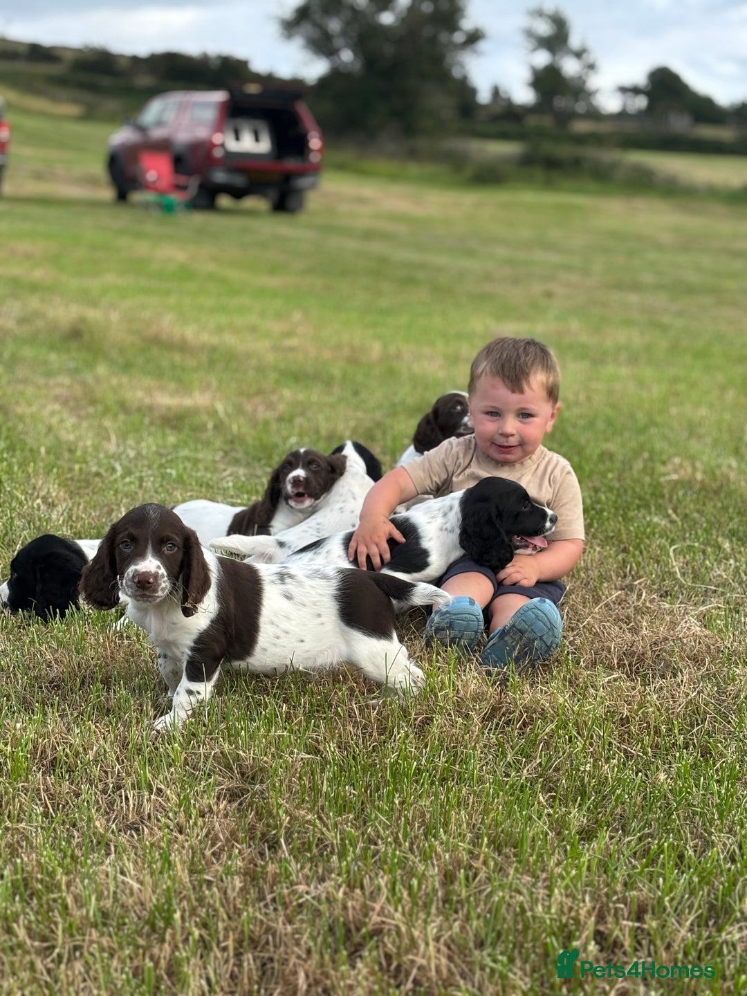 English Springer Spaniel dogs for sale: Stunning DNA Clear KC Springer Spaniel Puppies  - Image 4