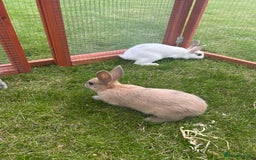 Mixed Breed rabbits for sale: 8 month old rabbits  - Image 6