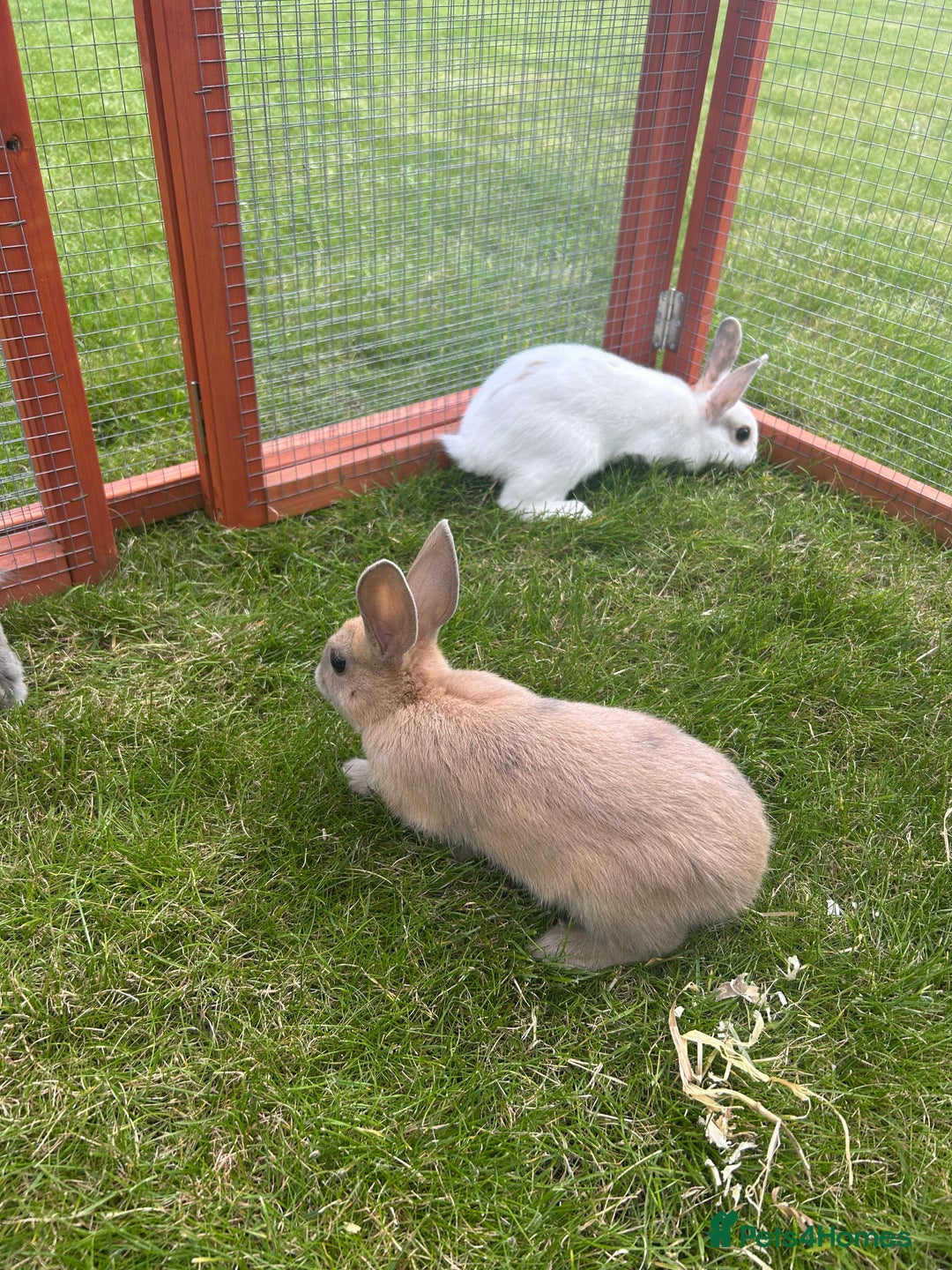 Mixed Breed rabbits for sale: 8 month old rabbits  - Image 6