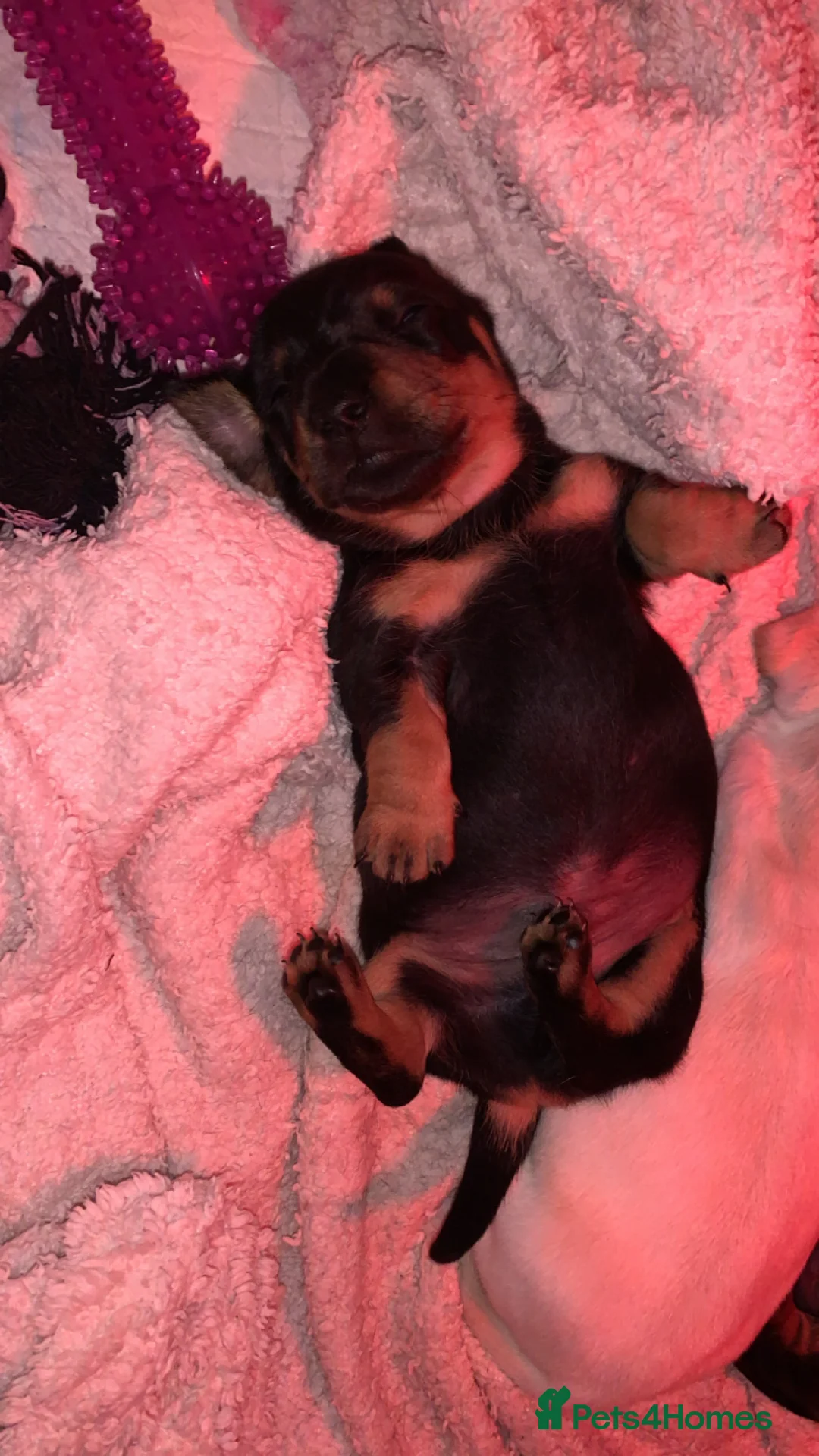 Dachshund dogs for sale: 🐾Adorable Dachshund Boys🐾 - Advert 10