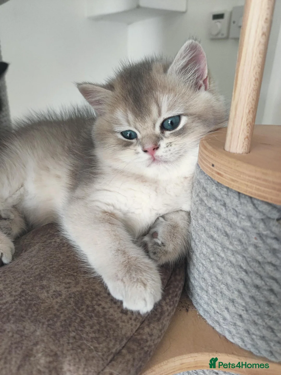 British Shorthair cats for sale: British golden chinchilla male  - Advert 2