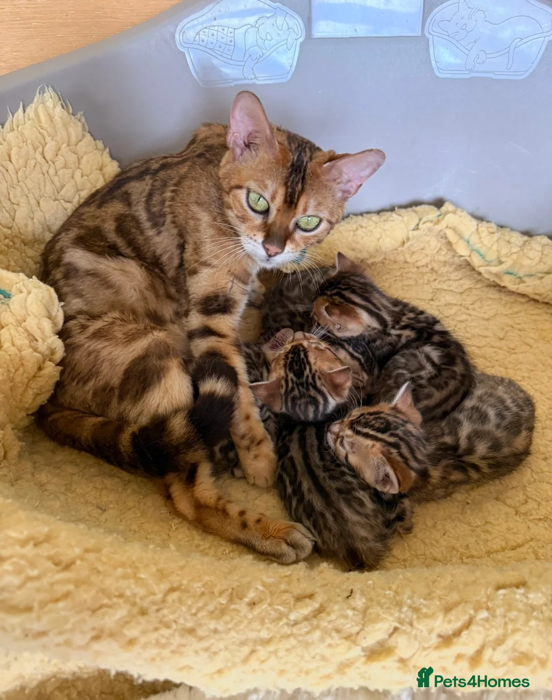 Bengal cats for sale: Stunning 🔥 TICA 🐾 Health Tested Bengals  - Advert 1