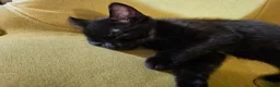 Mixed Breed cats for sale: 1 Ghost Tabby, 1 Tortoiseshell and 1 Black kittens in Cranbrook - Advert 6