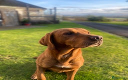 Labrador Retriever dogs for sale: 1 male Labrador puppy - Image 15