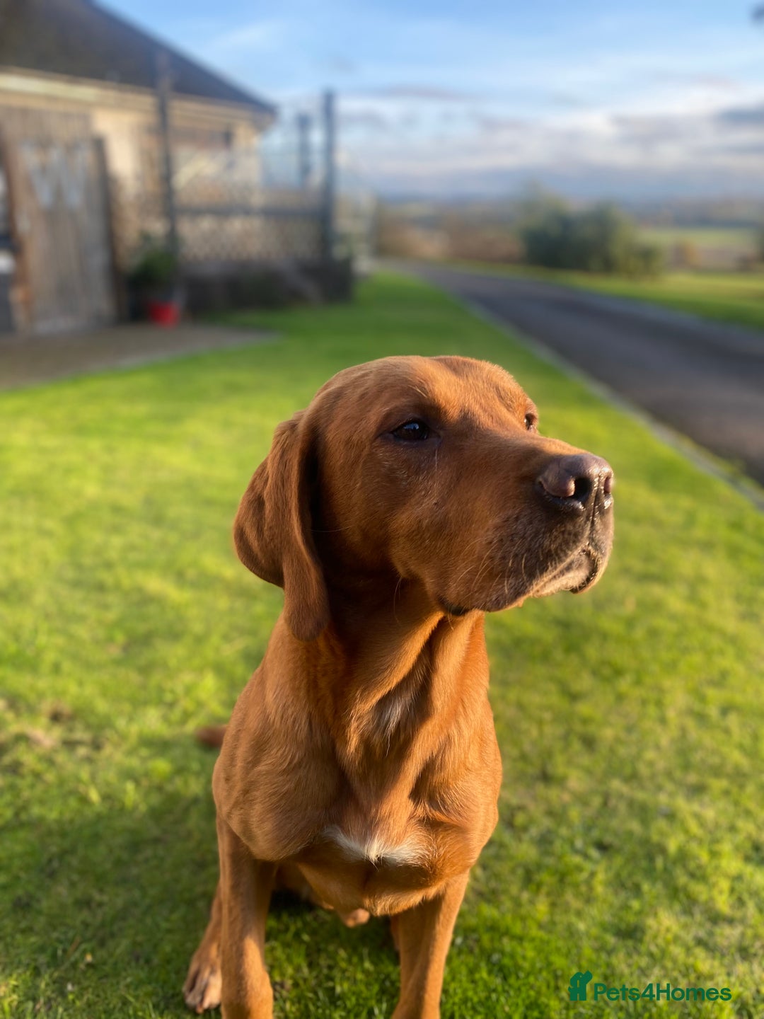 Labrador Retriever dogs for sale: 1 male Labrador puppy - Image 15