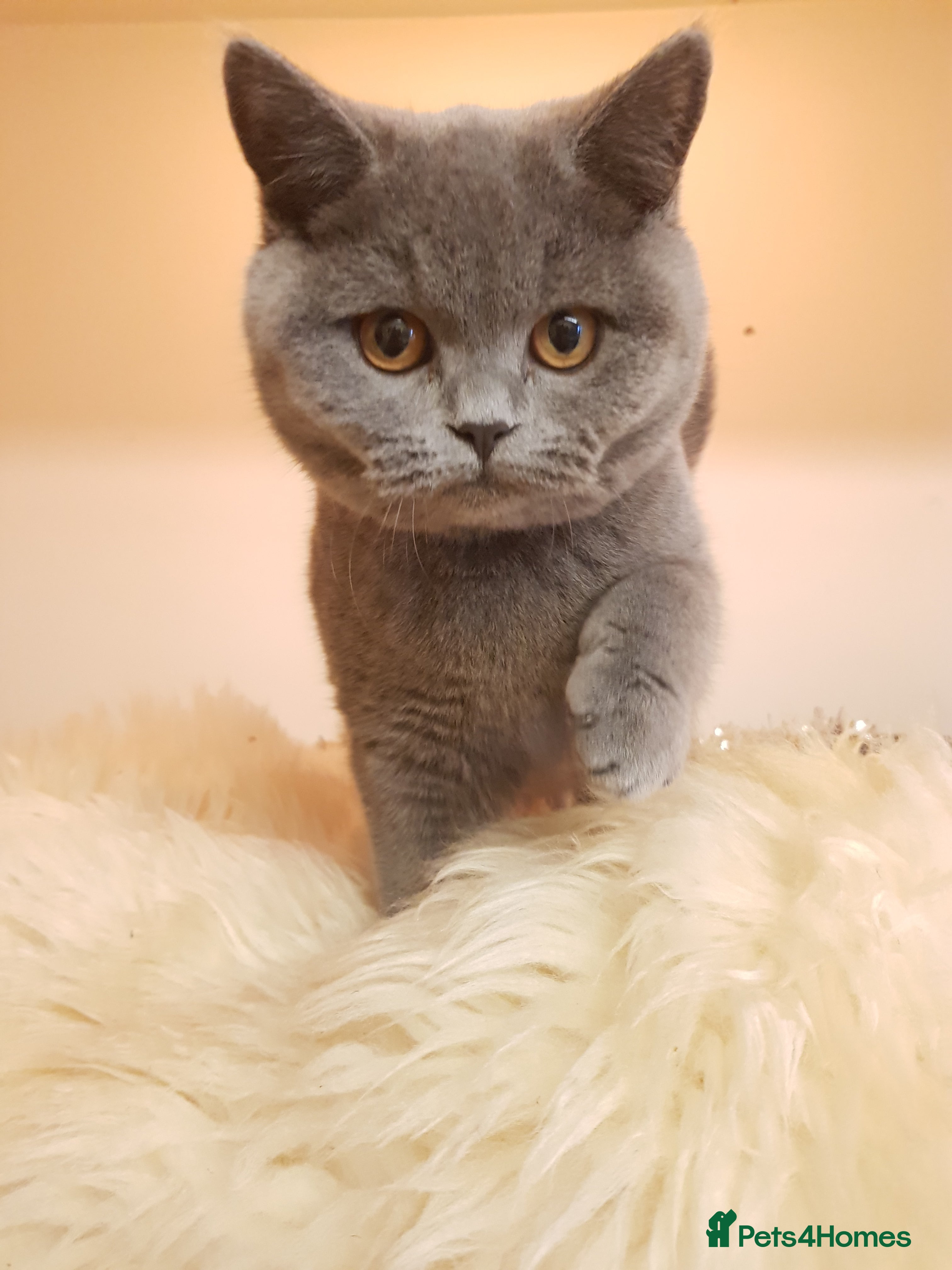 British Shorthair cats BSH blue Pedigree kittens - Advert 13