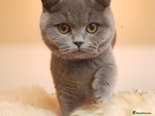 British Shorthair cats BSH blue Pedigree kittens - Advert 13
