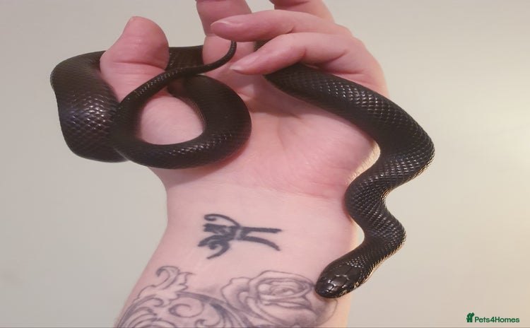 King Snake reptiles - Advert 1