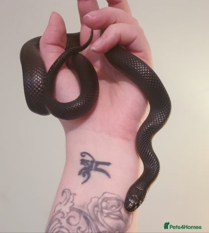 King Snake reptiles for sale - Advert 1